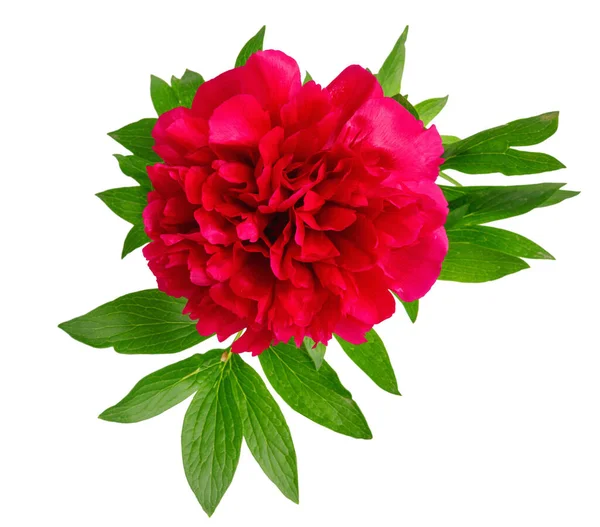 Vacker Rosa Pion Närbild Vit Isolerad Bakgrund — Stockfoto