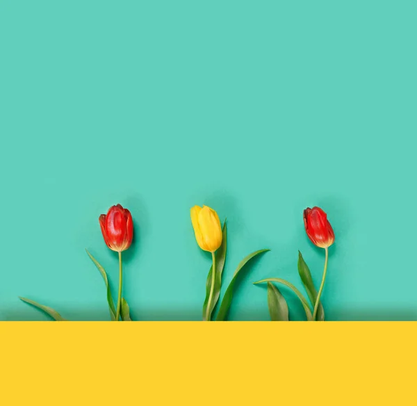 Три Красивых Красный Желтый Тюльпан Тонком Зеленом Фоне Вид Сверху — стоковое фото