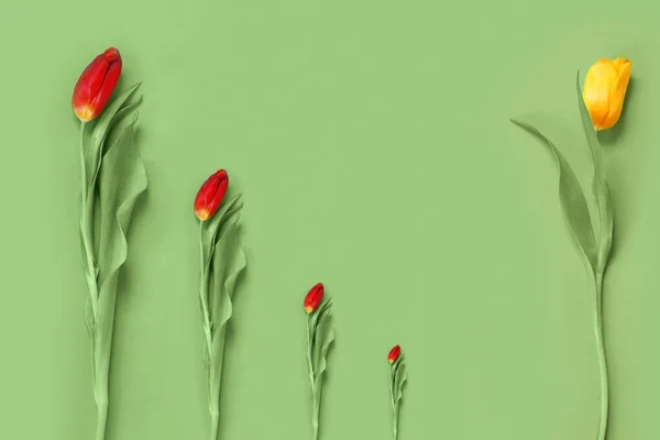 Belo Cartão Com Tulipas Amarelas Vermelhas Para Convite Congratulação Banner — Fotografia de Stock