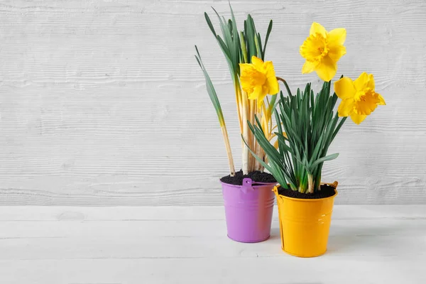 Duas Belas Mudas Narciso Amarelo Tulipa Baldes Brilhantes Coloridos Fundo — Fotografia de Stock