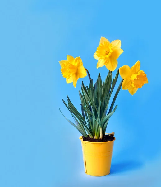 Çiçek Açan Sarı Nergis Buketi Mavi Arka Planda Hediye Olarak — Stok fotoğraf
