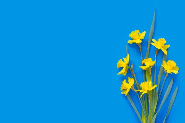 Set Beautiful Yellow Daffodils Blue Paper Background Holiday Flat Lay — Stock Photo, Image