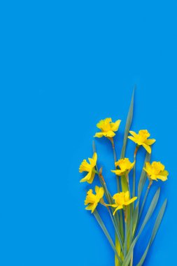 Mavi arka planda bir sürü sarı nergis yatar. Metnin için kopyalama alanı olan düz bir üst görünüm oluştur