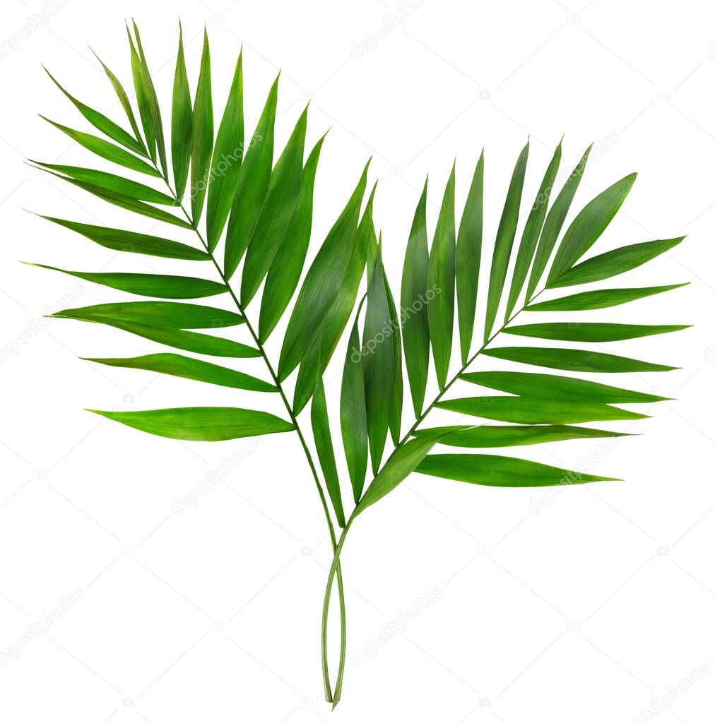 Palm leaves on white isolated background. Minimal summertime concept. 