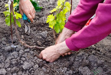 Genç asma bakımı iki yaşlı emekli adam, onun bahçesinde açık havada. El yakın çekim