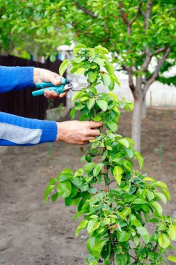 Bahçedeki ağaçları budamaya çalışan çiftçi. Güçlü işçi elleri yakın.