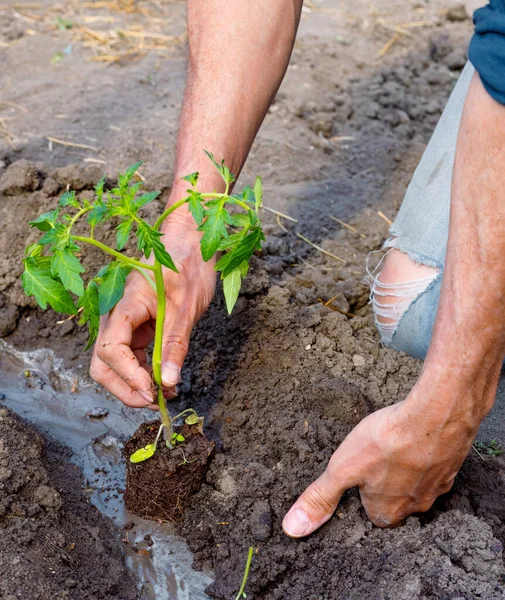 Agricultor Plantando Mudas Jovens Tomate Horta Mãos Fortes Fechar — Fotografia de Stock