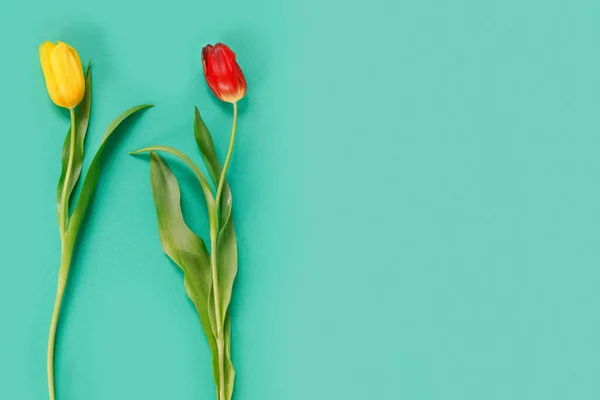 Due Bellissimi Tulipani Rossi Gialli Delicato Sfondo Verde Posa Piatta — Foto Stock