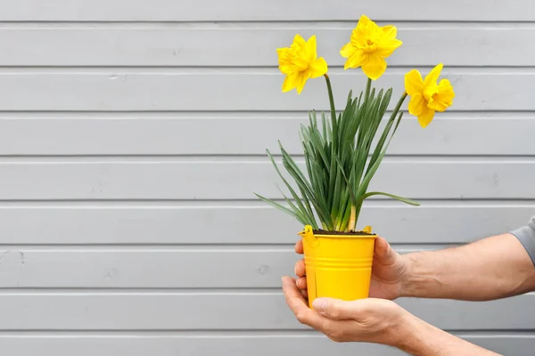 Mudas Narcisos Bonitos Jovens Tulipas Pote Mãos Homem Segurando Flores — Fotografia de Stock