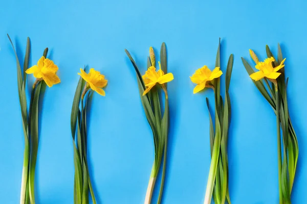 Sada Krásných Žlutých Narcisů Leží Modrém Pozadí Ploché Položení Horní — Stock fotografie