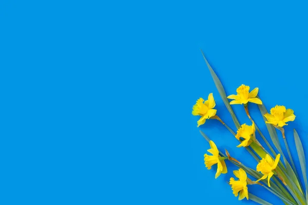 Set Van Mooie Gele Narcissen Liggen Een Blauwe Achtergrond Flat — Stockfoto