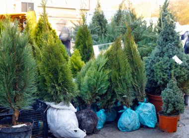 Bir sürü siyah çömlek, toprak ve kozalaklı ağaç fidanları var. Açık hava.