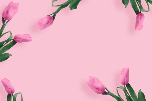 분홍색 배경의 선물용 아름다운 분홍색 튤립입니다 — 스톡 사진