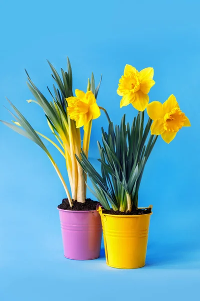 Mudas Belos Narcisos Amarelos Tulipas Fundo Azul — Fotografia de Stock