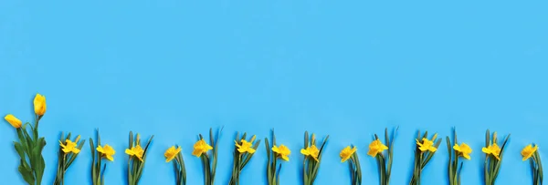 Conjunto Hermosos Narcisos Amarillos Yacen Sobre Fondo Azul Flat Lay — Foto de Stock