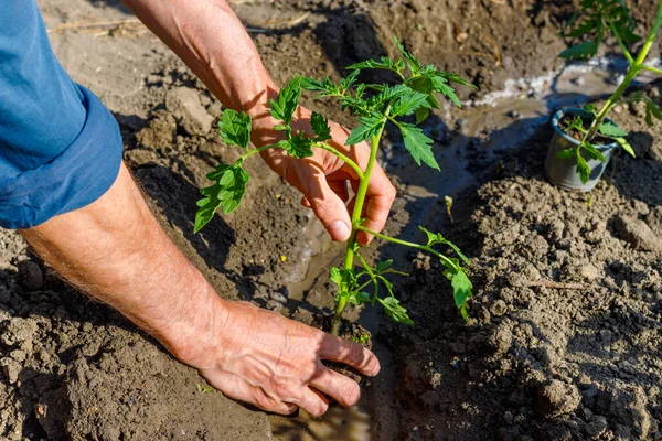 Uomo Contadino Piantare Piantine Pomodoro Giardino All Aperto Mani Forti — Foto Stock