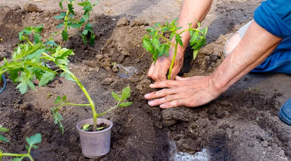 Fermier Plantant Jeunes Plants Tomate Dans Potager Les Mains Fortes — Photo