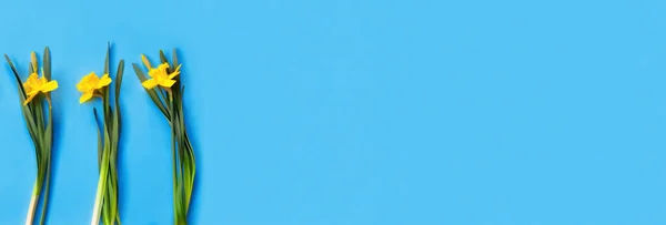 Bellissimo Bouquet Narcisi Gialli Fiore Secchio Sfondo Blu Copia Spazio — Foto Stock