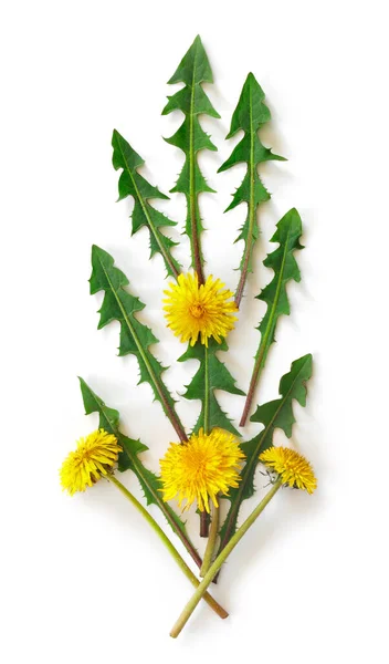 Flores Composición Ramo Patrón Hecho Dientes León Amarillos Con Hojas —  Fotos de Stock