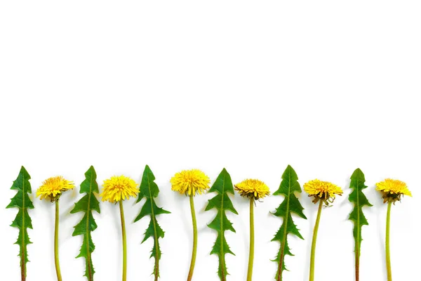 Blommor Sammansättning Mönster Gula Maskrosor Med Blad Vit Isolerad Bakgrund — Stockfoto