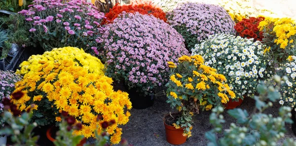 Bouquets Crisantemi Multicolori Vendita Mercato Strada — Foto Stock