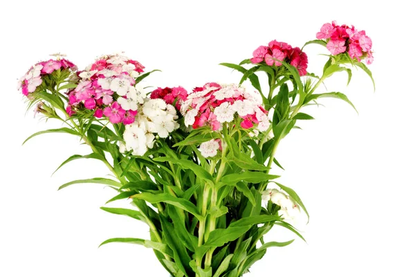 Krásná Růžová Květina Dianthus Barbatus Clade Tracheophytes Rodina Caryophyllaceae Bílém — Stock fotografie