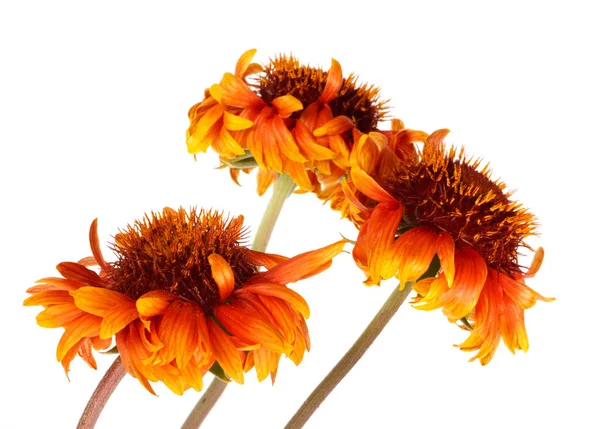 Vacker Ljus Röd Blomma Gaillardia Coahuilensis Familj Asteraceae Vit Isolerad — Stockfoto