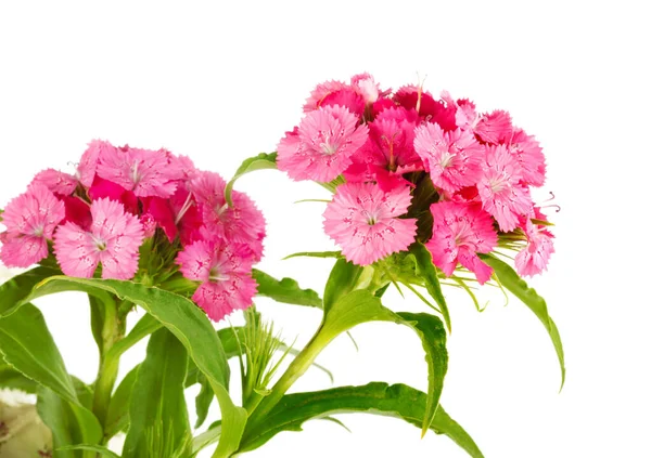 Güzel Pembe Çiçek Dianthus Barbatus Clade Tracheophytes Soyutlanmış Beyaz Arka — Stok fotoğraf