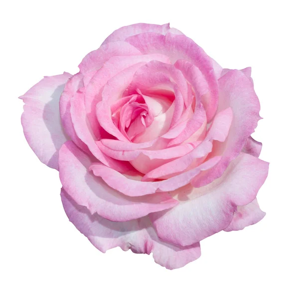 Beautiful Blooming Pink Rose Mother Day White Isolated Background — стоковое фото