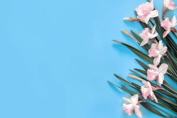 花の構成 青い紙の背景に葉を持つピンクのナルシシズムで作られたパターン フラットレイアウト トップビュー コピースペースコンセプト — ストック写真