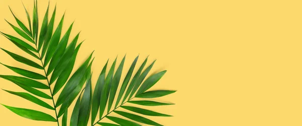 Minimal tropical green palm leaf on yellow paper background.