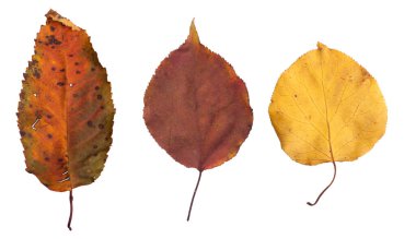 Beyaz arkaplanda yaprakları olan bir sonbahar dalı kümesi