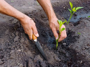 Adam çiftçi bahçede açık biber fidesi dikim. Güçlü eller yakın