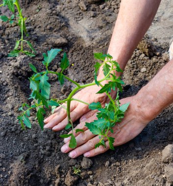 Erkek çiftçi bahçeye domates tohumu ekiyor. Güçlü eller yakın.