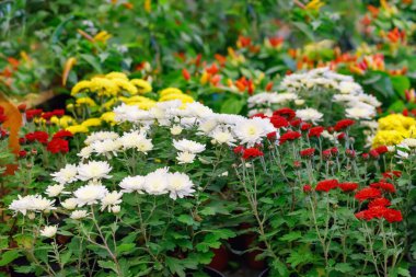 Sokak pazarında satılık çok renkli kasımpatı buketleri