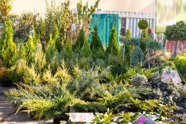 Bir sürü siyah çömlek, toprak ve kozalaklı ağaç fidanları var. Açık hava.