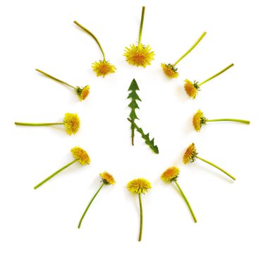 Sarı karahindiba çiçekleri ve beyaz izole edilmiş arka planda yeşil yapraklar. Saat 5 konsepti. Düz konum, üst görünüm, kopyalama alanı.