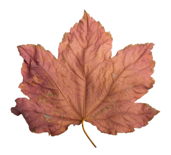 Autumn Maple Branch Leaves Isolated White Background — Stock Photo, Image