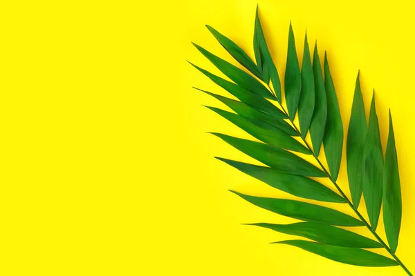Hoja Palma Verde Tropical Mínima Sobre Papel Amarillo —  Fotos de Stock
