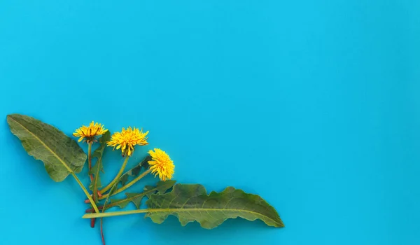 Composição Buquê Flores Padrão Feito Dentes Leão Amarelos Com Folhas — Fotografia de Stock