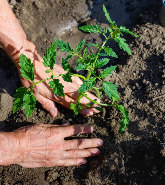 Farmer Planting Young Seedlings Tomato Vegetable Garden Strong Hands Close Stock Picture