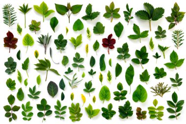 Beyaz izole edilmiş arka planda çeşitli yeşil yaprakların deseni. Düz konum, üst görünüm, uzay konseptini kopyala. 