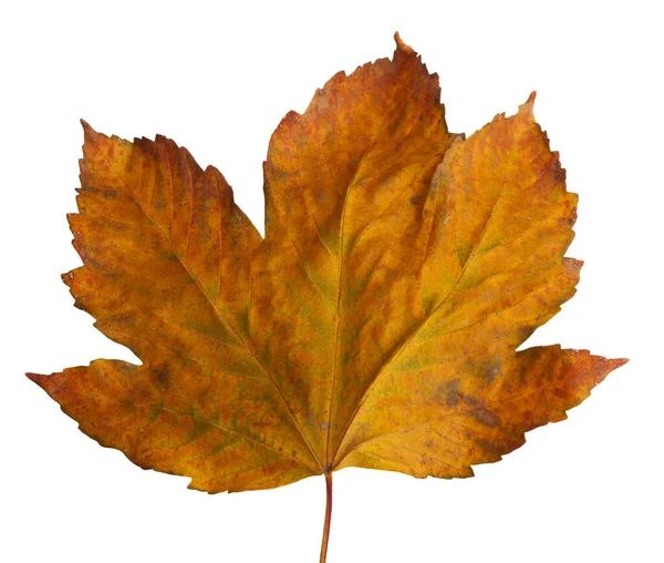 Herfst Esdoorn Tak Met Bladeren Geïsoleerd Witte Achtergrond — Stockfoto