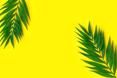 Sarı kağıtta asgari tropik yeşil palmiye yaprağı.