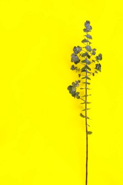 Sarı kağıt zemin üzerinde kuru okaliptüsün güzel yeşil dalları