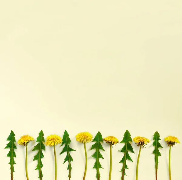 Composição Buquê Flores Padrão Feito Dentes Leão Amarelos Com Folhas — Fotografia de Stock