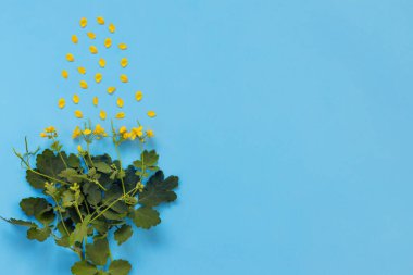 Bir tebrik kartı için mavi arka planda güzel bir buket celandine. Düz konum, üst görünüm, uzay konseptini kopyala.