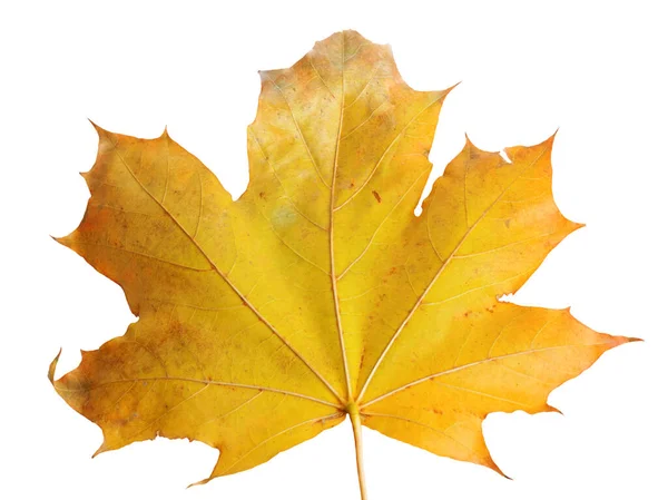 白地に葉が孤立した秋のもみじの枝 — ストック写真