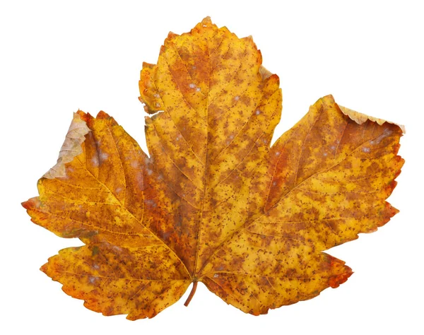 Autumn Maple Branch Leaves Isolated White Background — Stock Photo, Image