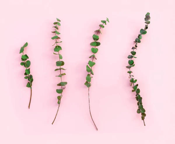 Mooie Groene Takken Van Droge Eucalyptus Roze Papieren Achtergrond — Stockfoto